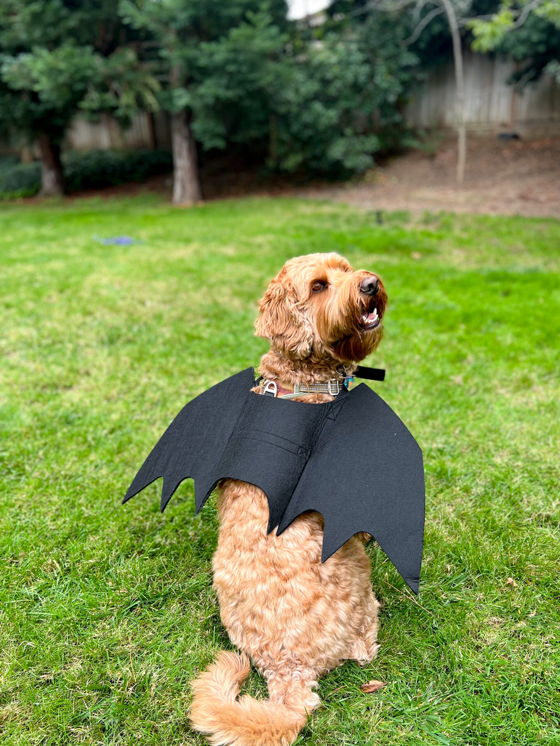 2FE06A97-F847-430C-A6AC-4B36896B2605 2